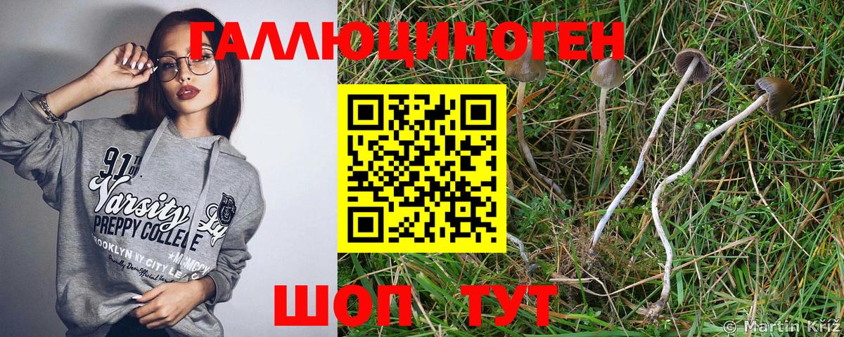 Галлюциногенные грибы Cubensis Бийск